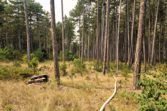 Waldbrand-Foehrenwald_2026-08-14_04