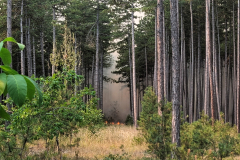 Waldbrand-Foehrenwald_2026-08-14_05