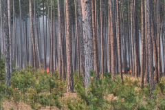 Waldbrand-Foehrenwald_2026-08-14_06