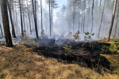 Waldbrand-Foehrenwald_2026-08-14_07