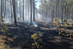 Waldbrand-Foehrenwald_2026-08-14_08