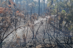 Waldbrand-Foehrenwald_2026-08-14_09