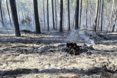 Waldbrand-Foehrenwald_2026-08-14_10