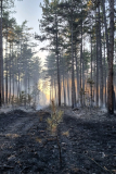 Waldbrand-Foehrenwald_2026-08-14_12