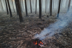 Waldbrand-Foehrenwald_2026-08-14_13