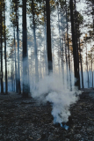 Waldbrand-Foehrenwald_2026-08-14_14