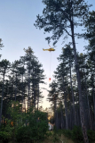 Waldbrand-Foehrenwald_2026-08-14_15
